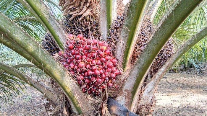 Sawit juga merupakan penghasilan yang sangat membautu perekonomian masyarakat